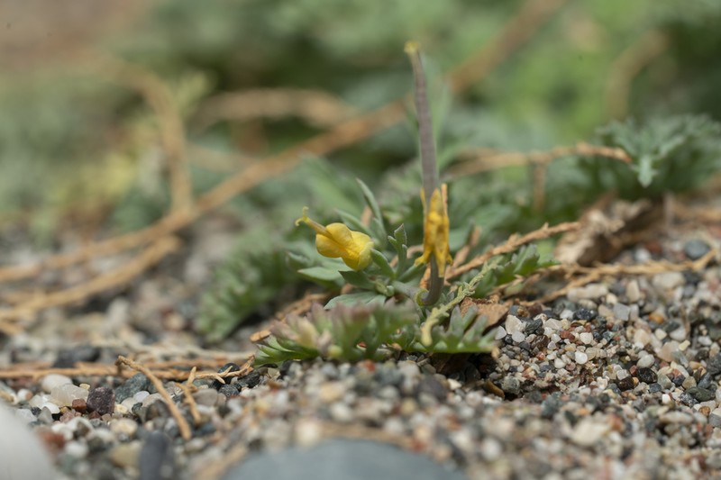 Hypecoum torulosum