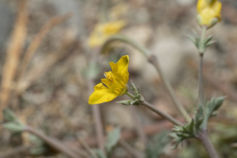 Hypecoum torulosum photo 2