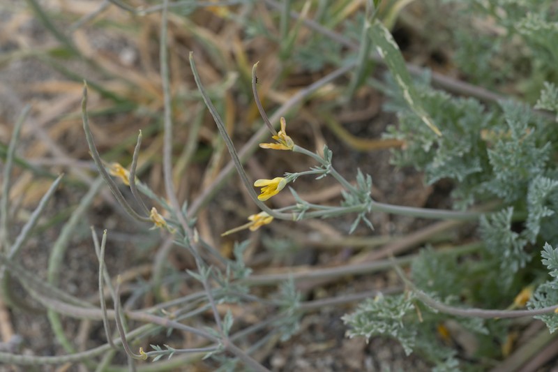 Hypecoum torulosum photo 3