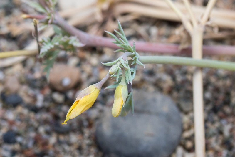Hypecoum torulosum photo 5
