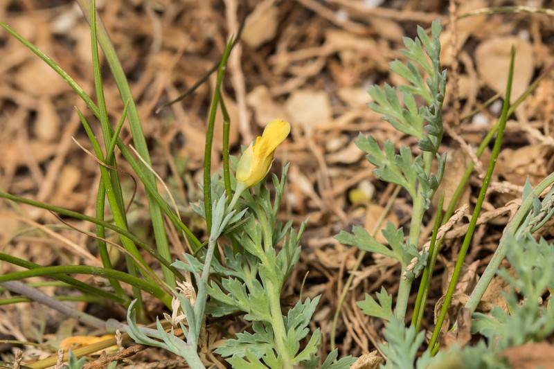 Hypecoum torulosum photo 6