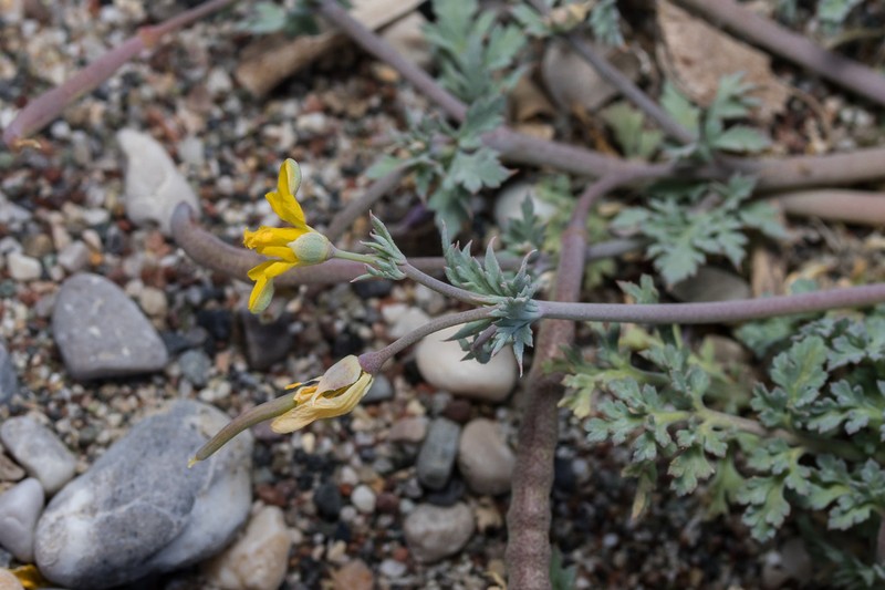 Hypecoum torulosum photo 7