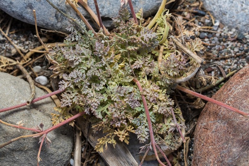 Hypecoum torulosum photo 8