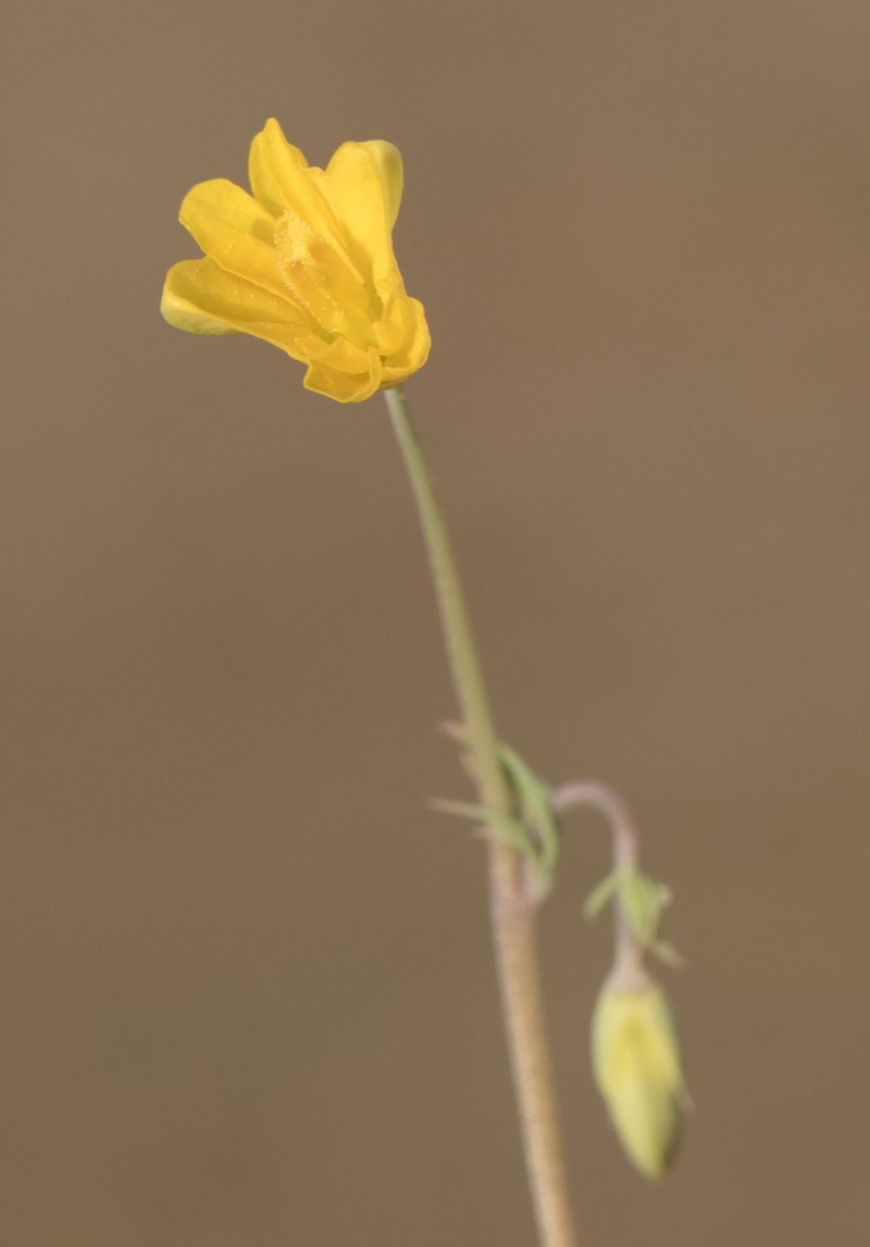 Hypecoum trullatum photo 7