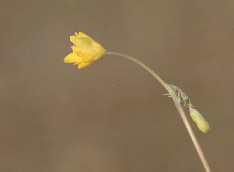 Hypecoum trullatum photo 8