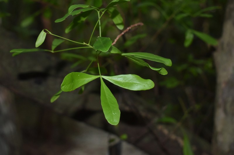 Inkwood photo 4