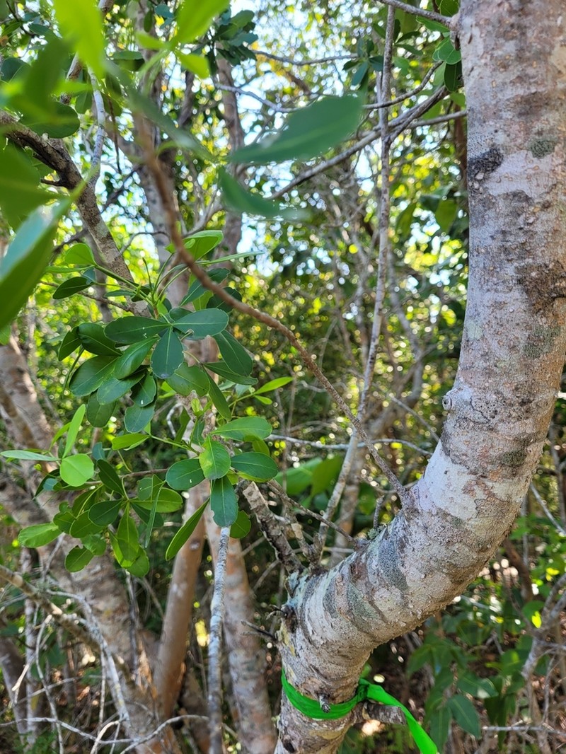 Inkwood photo 8