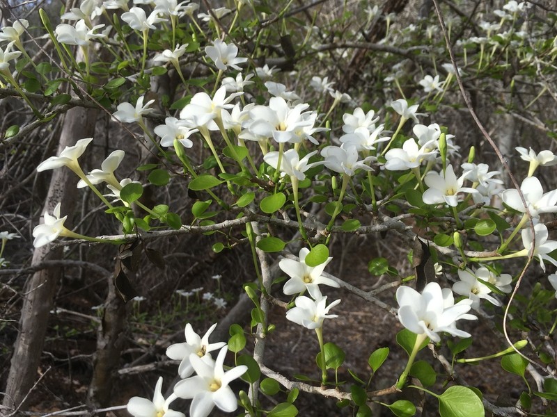 Hyperacanthus decaryi