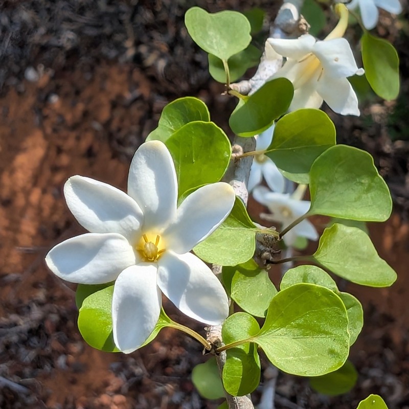 Hyperacanthus decaryi photo 2
