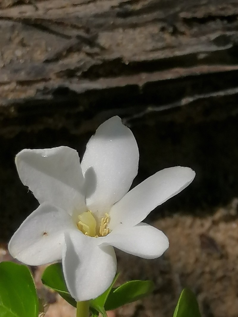 Hyperacanthus decaryi photo 3