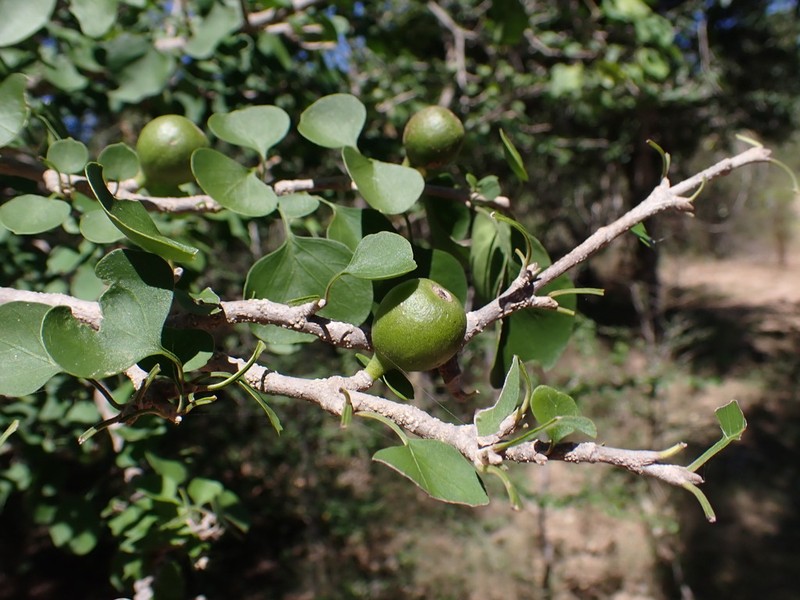 Hyperacanthus decaryi photo 4