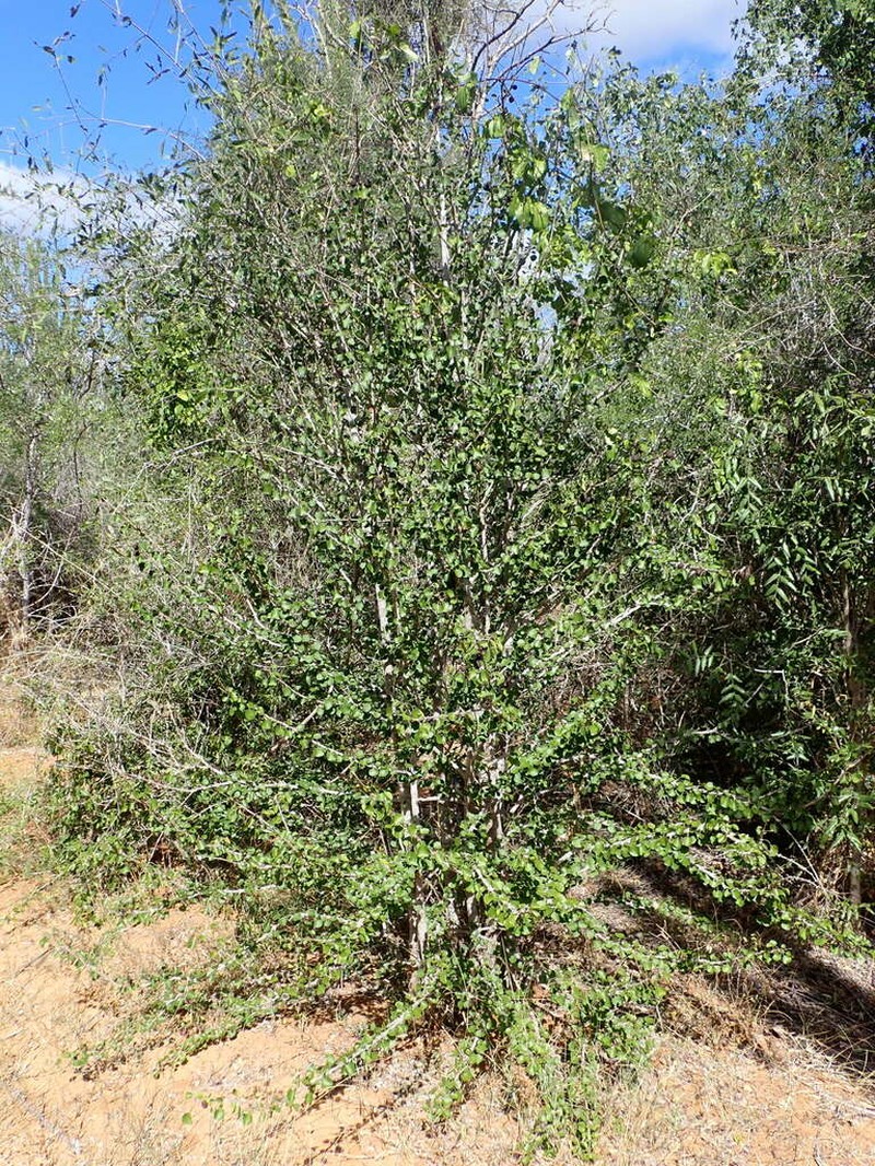 Hyperacanthus decaryi photo 5