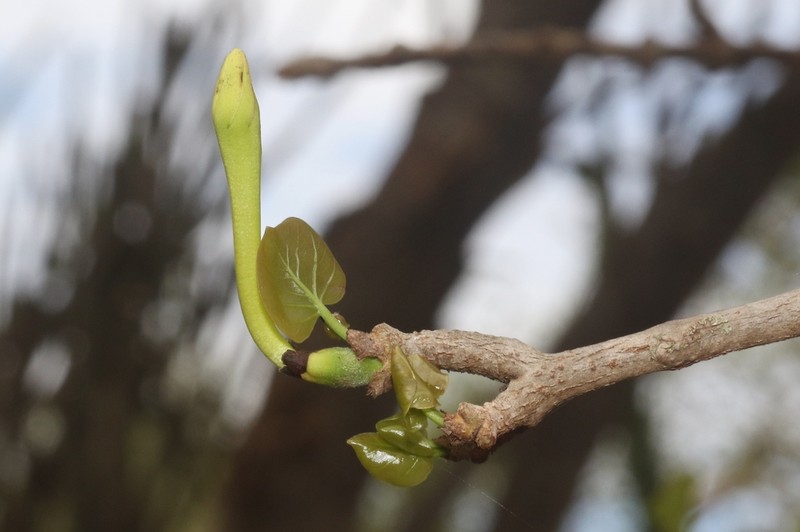 Hyperacanthus decaryi photo 8