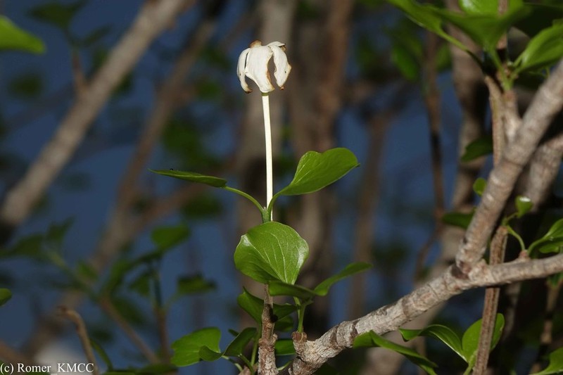 Hyperacanthus piliformis