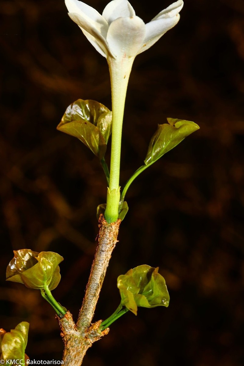 Hyperacanthus piliformis photo 2