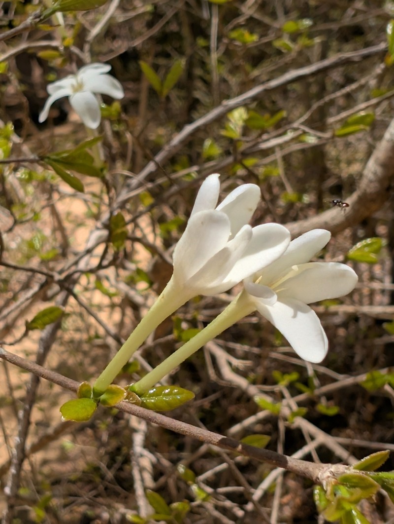 Hyperacanthus piliformis photo 3