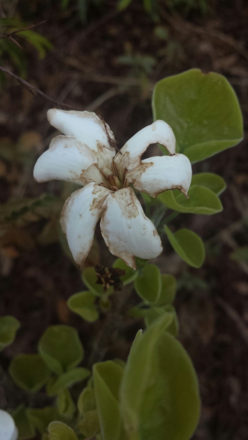 Hyperacanthus piliformis photo 4