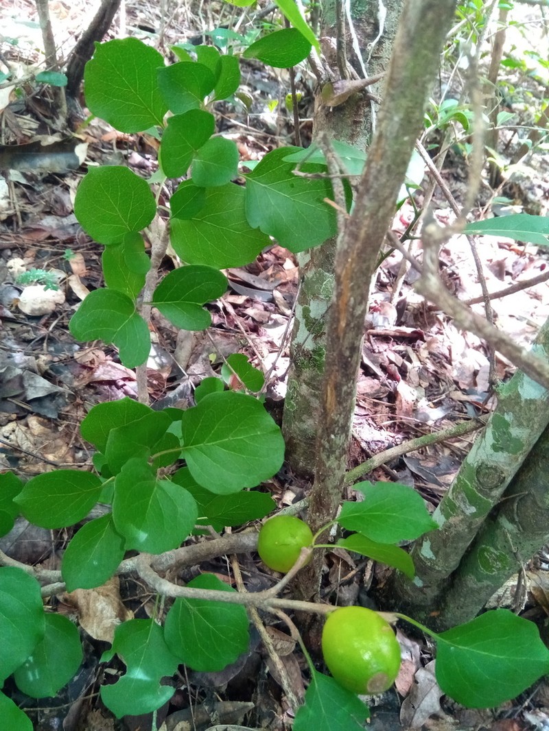 Hyperacanthus sofikomba photo 2
