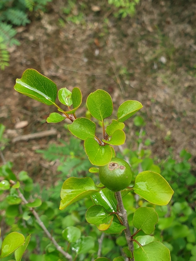 Hyperacanthus sofikomba photo 3