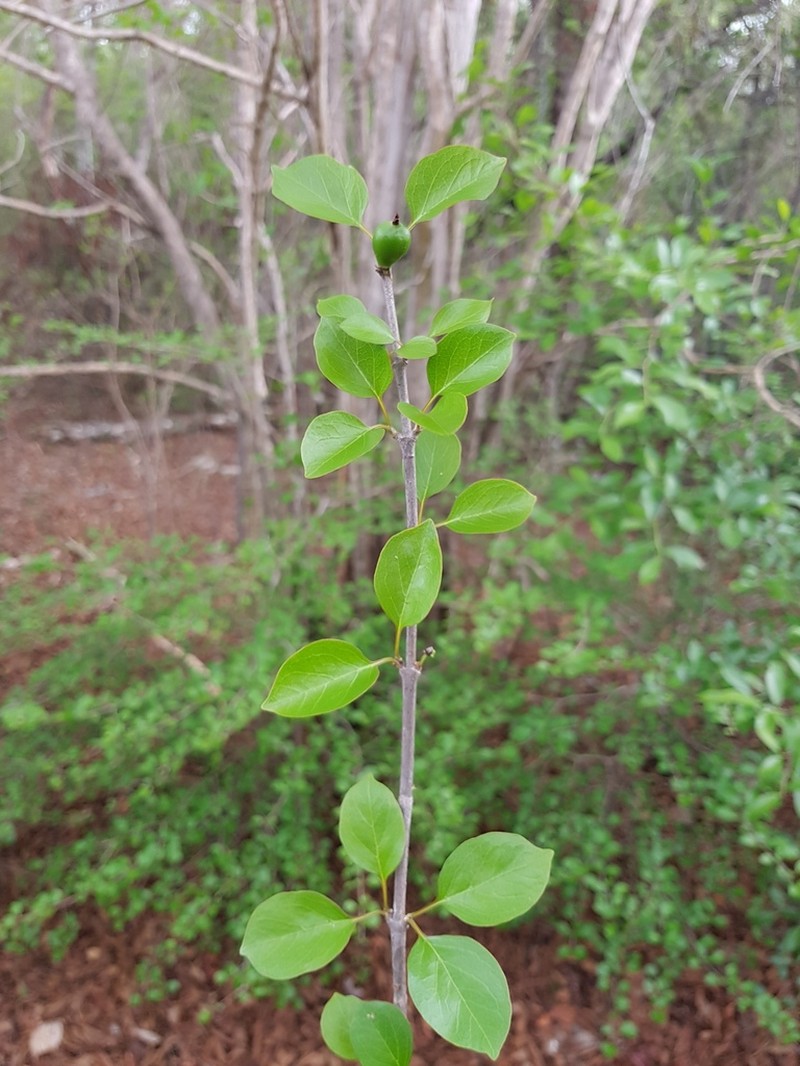 Hyperacanthus sofikomba photo 4