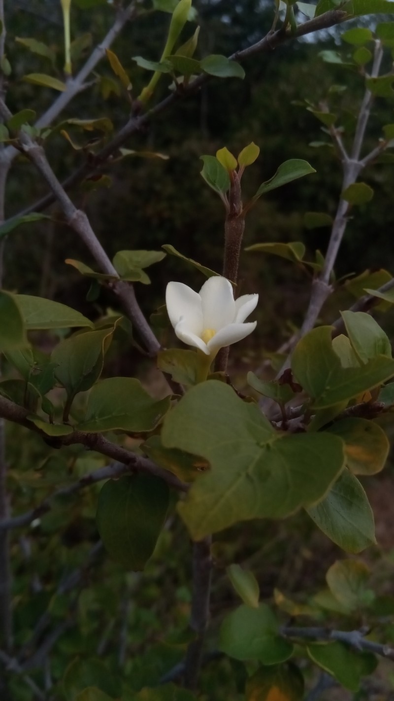 Hyperacanthus sofikomba photo 5