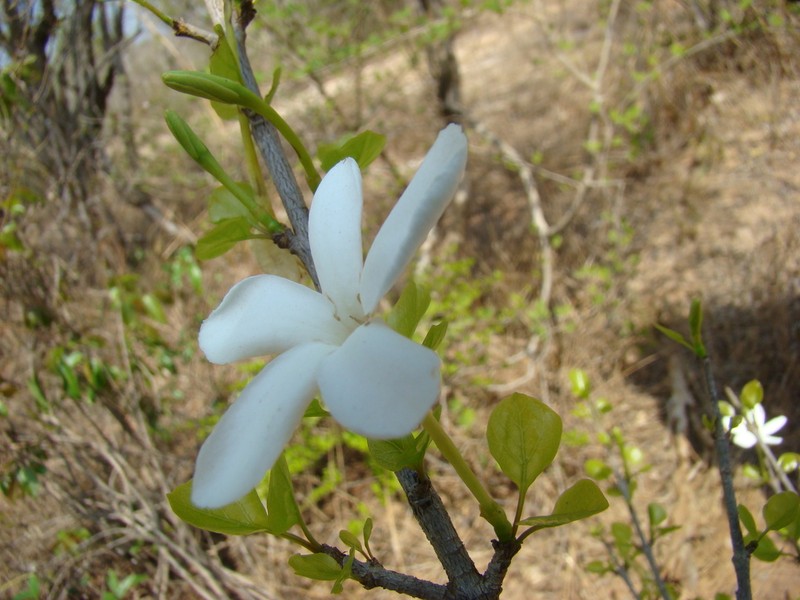 Hyperacanthus sofikomba photo 6