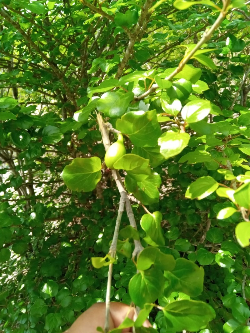 Hyperacanthus sofikomba photo 7