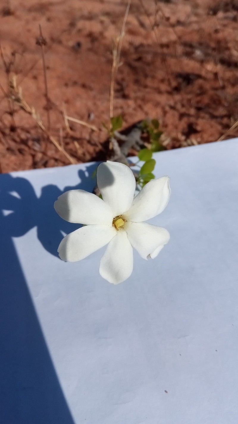 Hyperacanthus sofikomba photo 8
