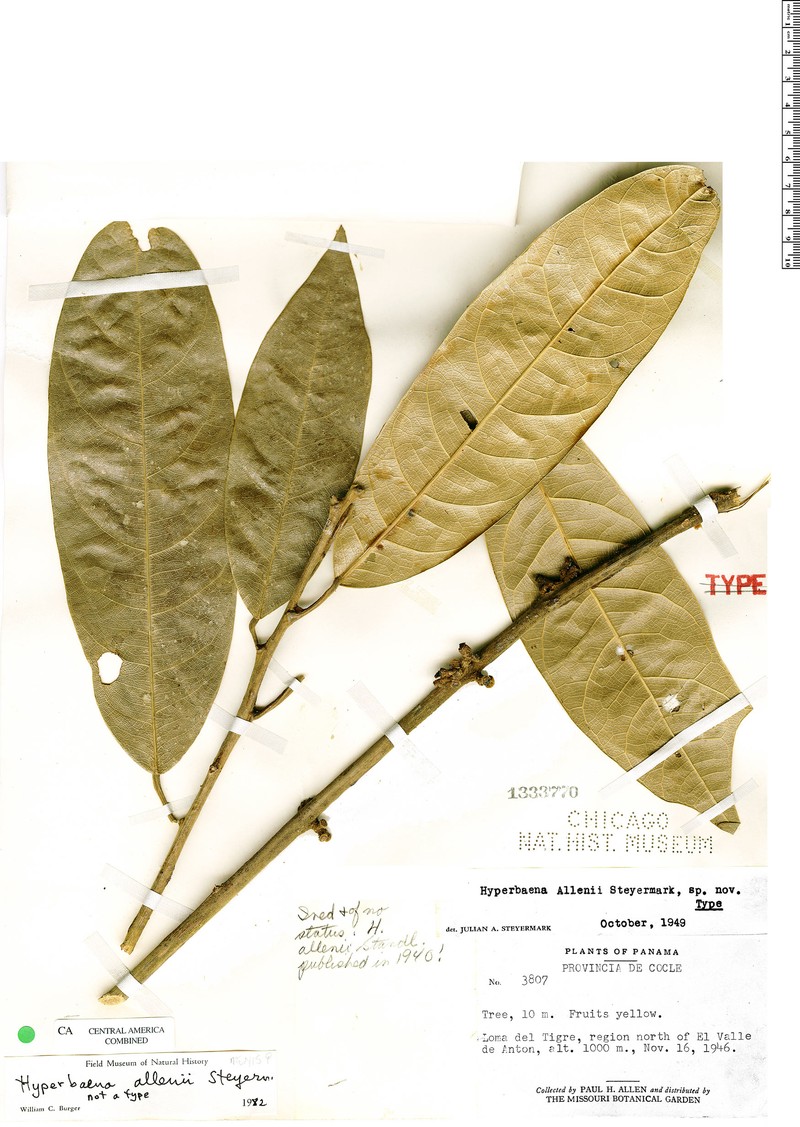 Hyperbaena allenii