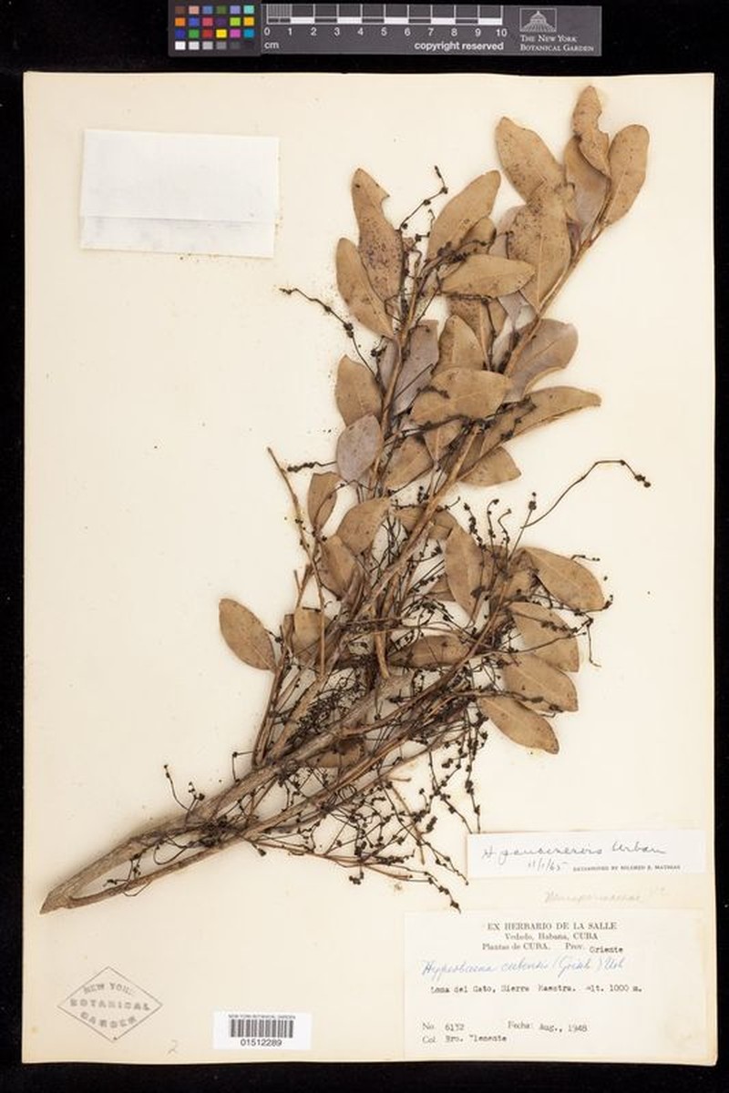 Hyperbaena axilliflora