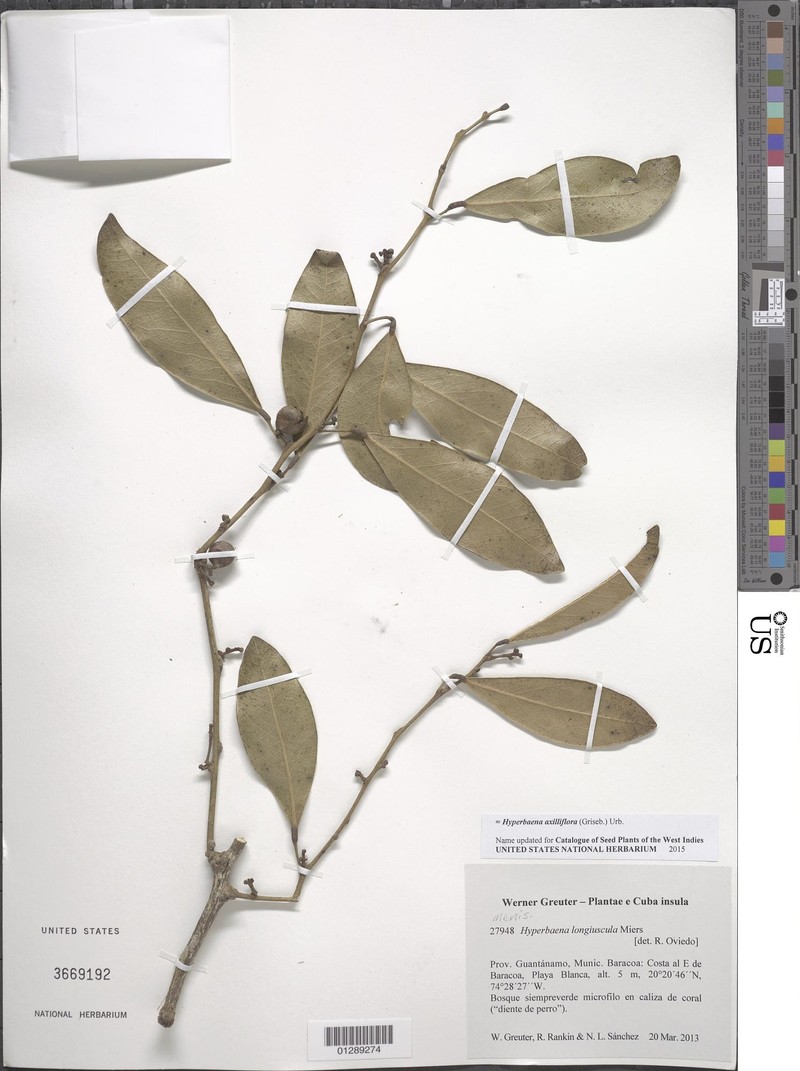 Hyperbaena axilliflora photo 2