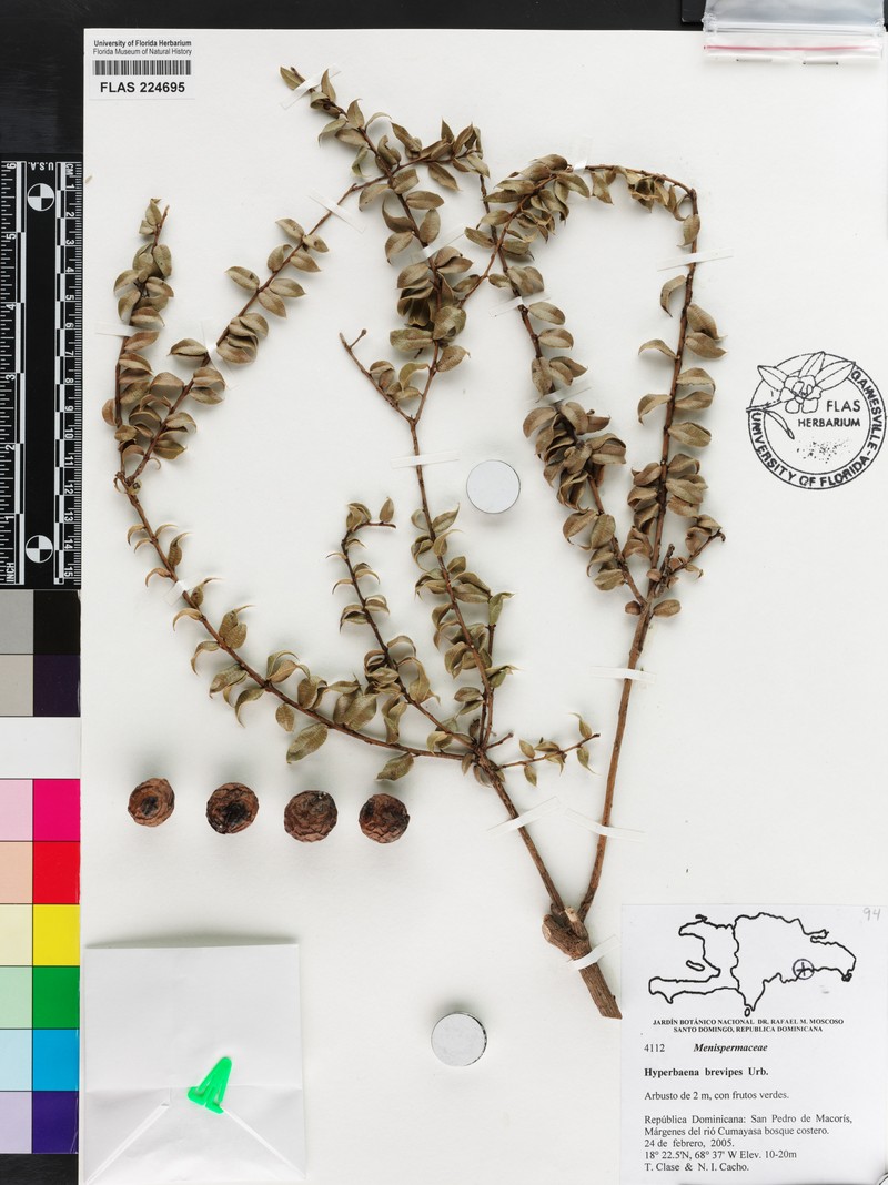 Hyperbaena brevipes photo 2