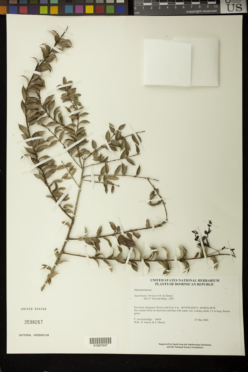 Hyperbaena brevipes photo 3