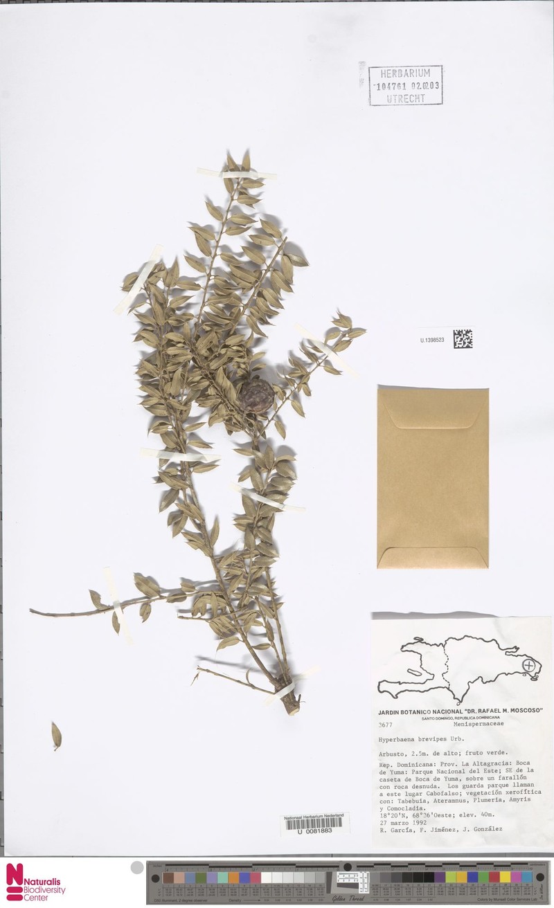Hyperbaena brevipes photo 4