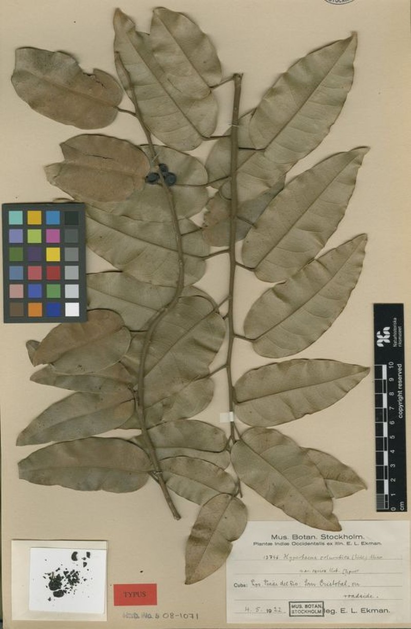 Hyperbaena columbica