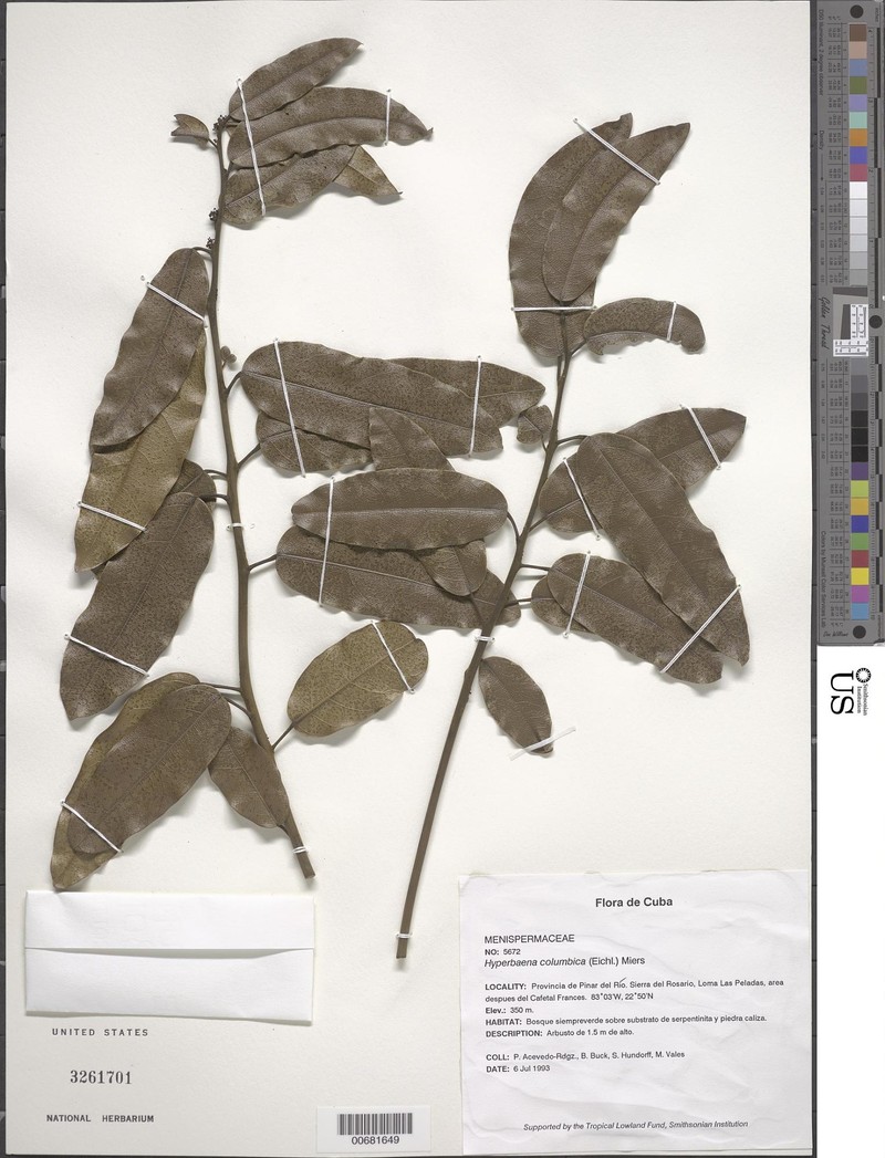 Hyperbaena columbica photo 2