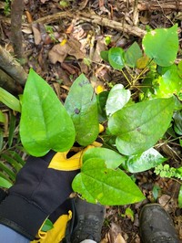 Forest Snakevine