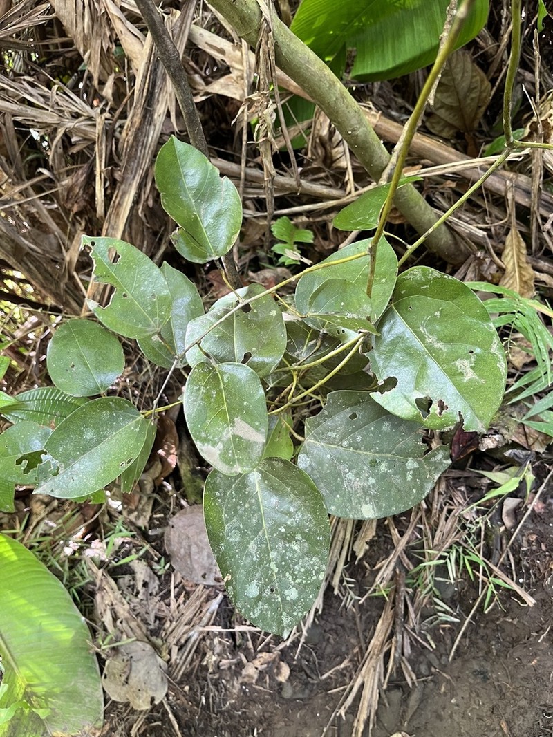 Forest Snakevine photo 2