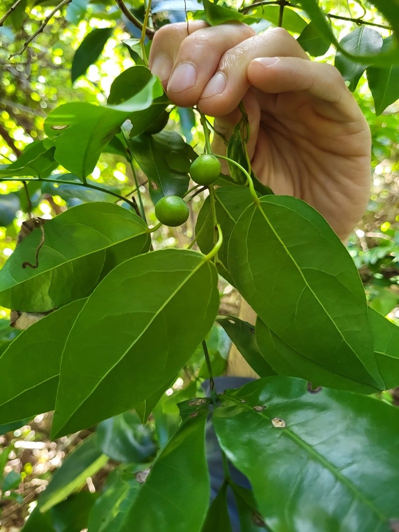 Forest Snakevine photo 3