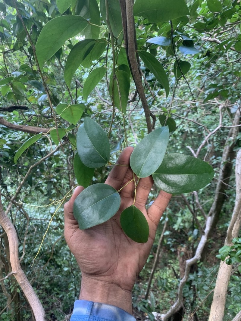 Forest Snakevine photo 5