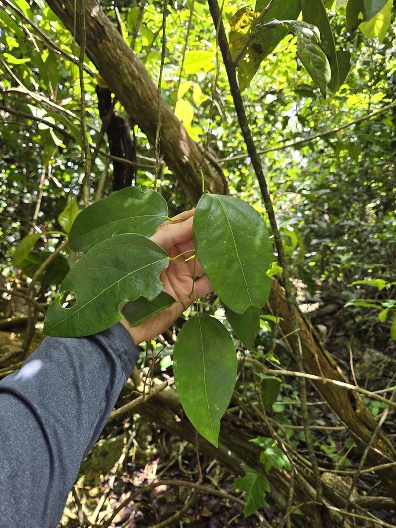 Forest Snakevine photo 6