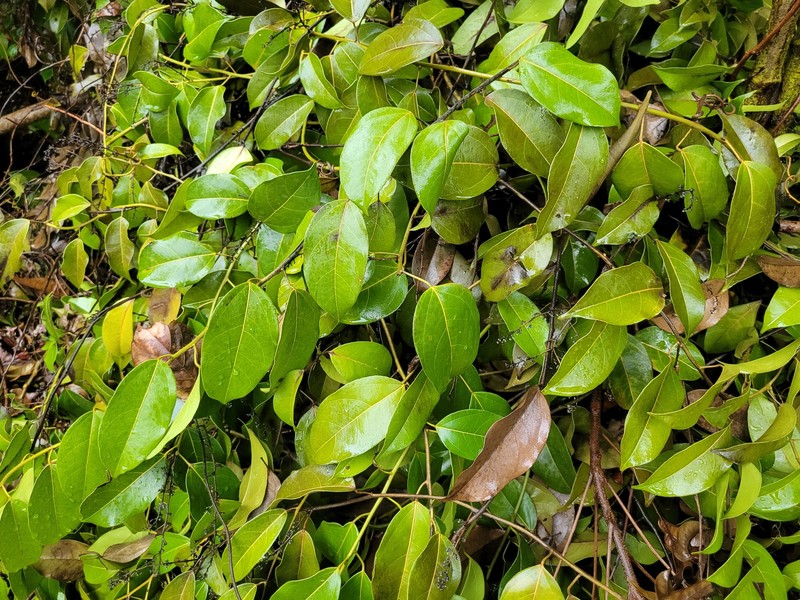 Forest Snakevine photo 7