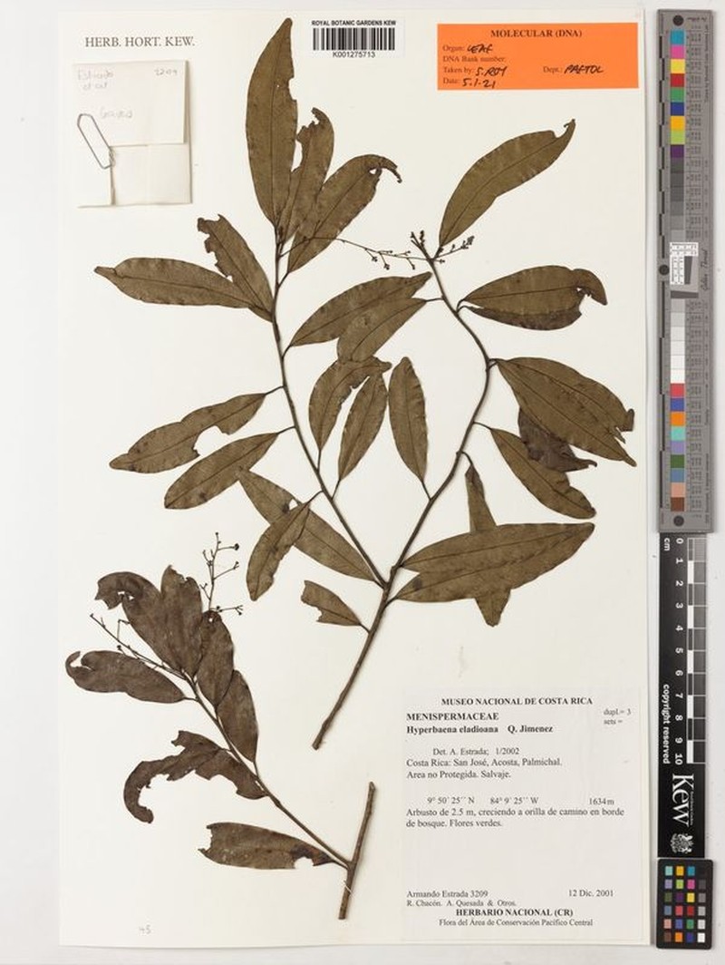 Hyperbaena eladioana