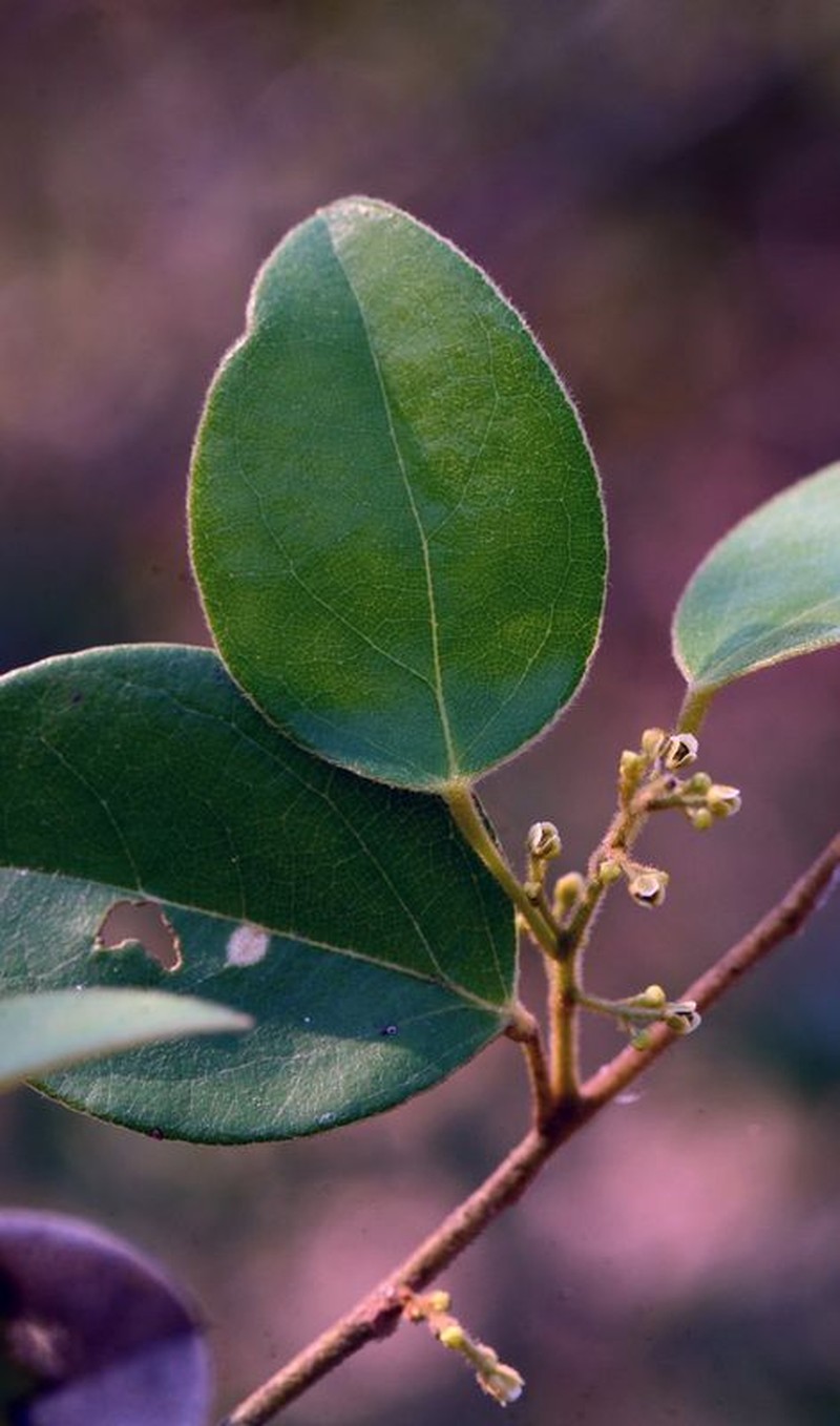 Hyperbaena hassleri