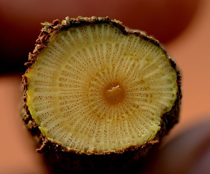 Hyperbaena hassleri photo 2