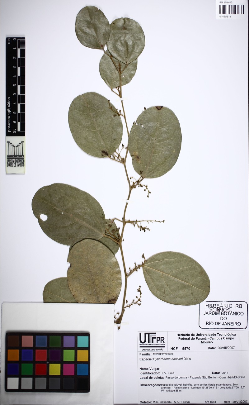 Hyperbaena hassleri photo 4