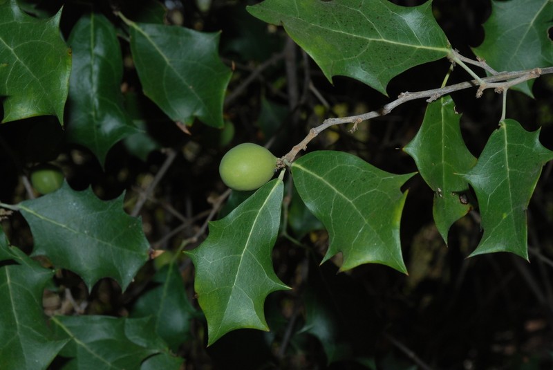 Hyperbaena ilicifolia photo 2