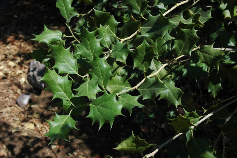Hyperbaena ilicifolia photo 3