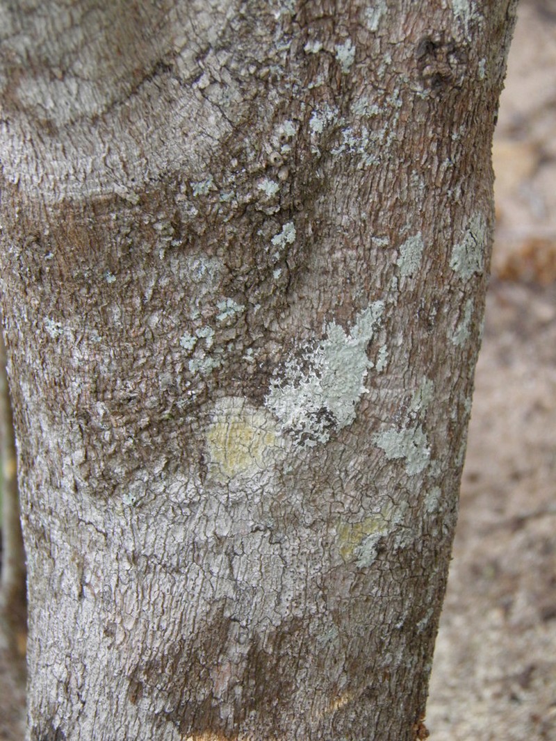 Hyperbaena ilicifolia photo 4
