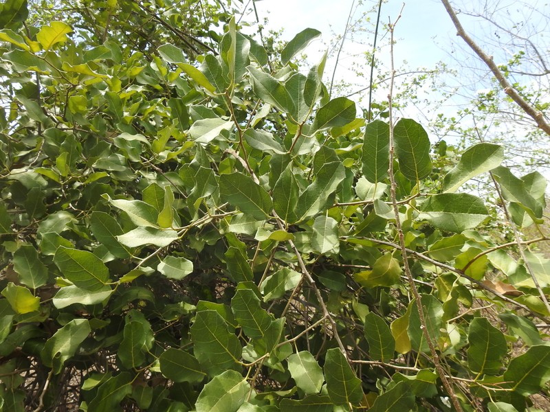 Hyperbaena ilicifolia photo 5